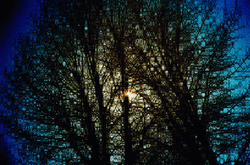 Glitched Tree Sun Valley collection image