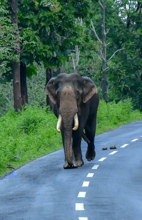 MUTHANGA WILDLIFE SANCTURY #5