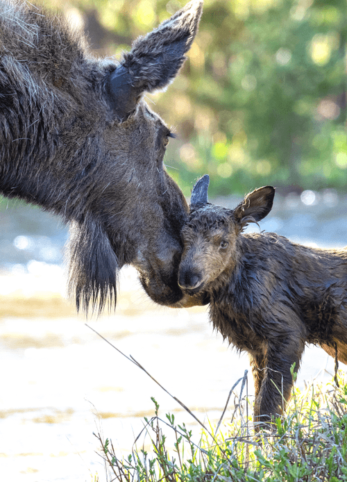 Balance #21 Moose