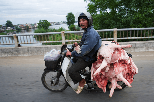 Bikes of Burden #123. Pig Carcasses.