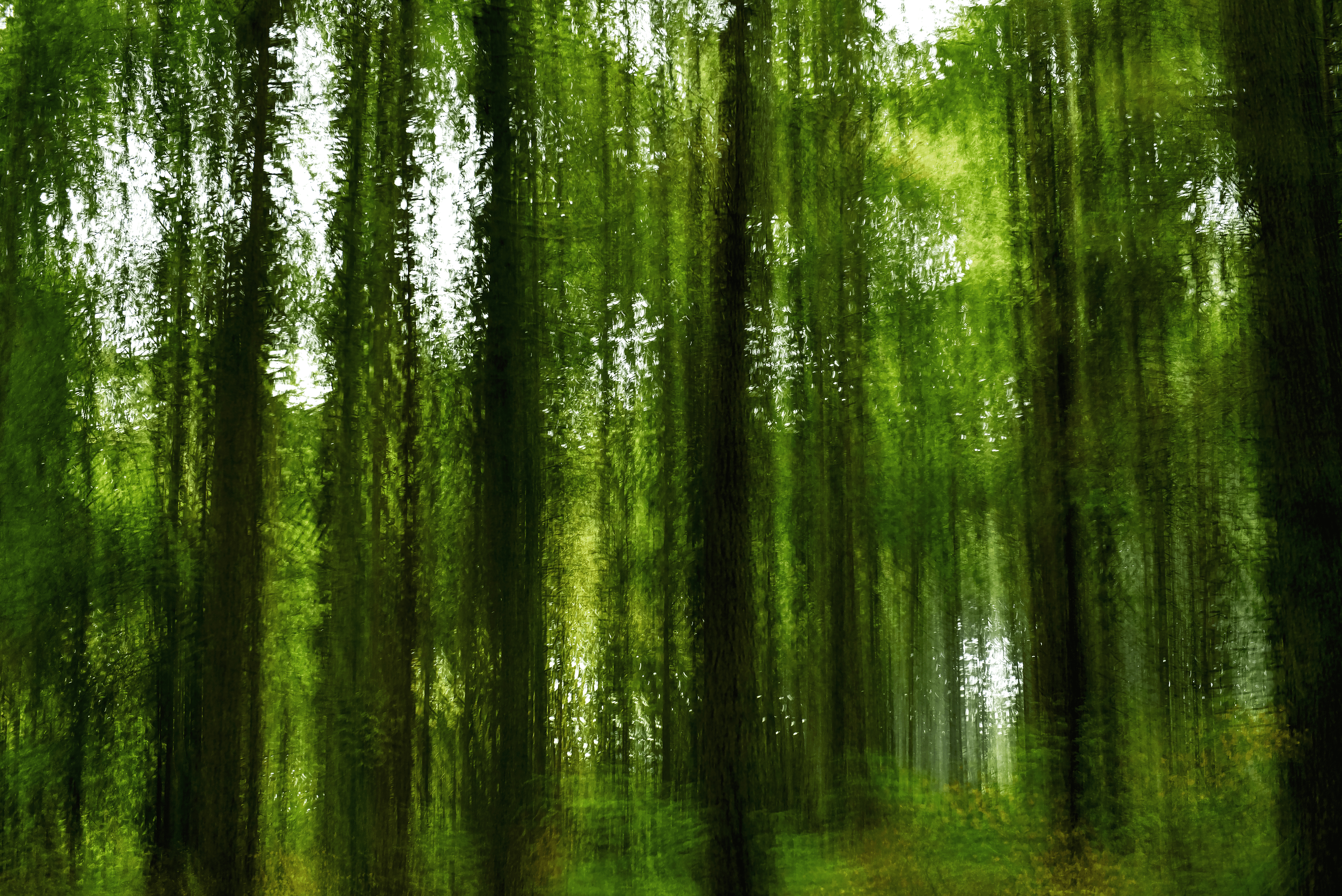Multiples 10.1 (abstract forest)