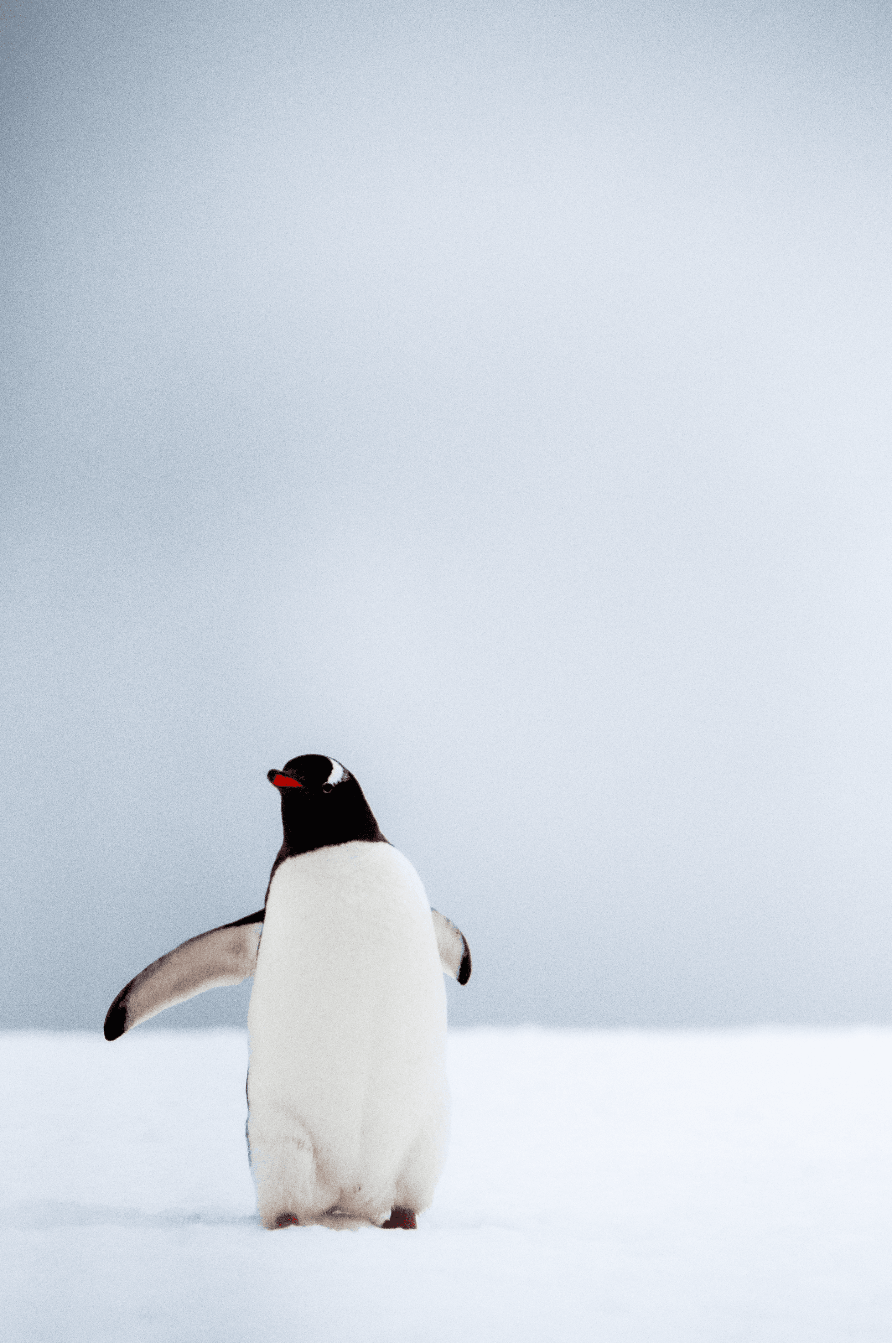 Wednesday - Gentoo Penguin - Antarctica