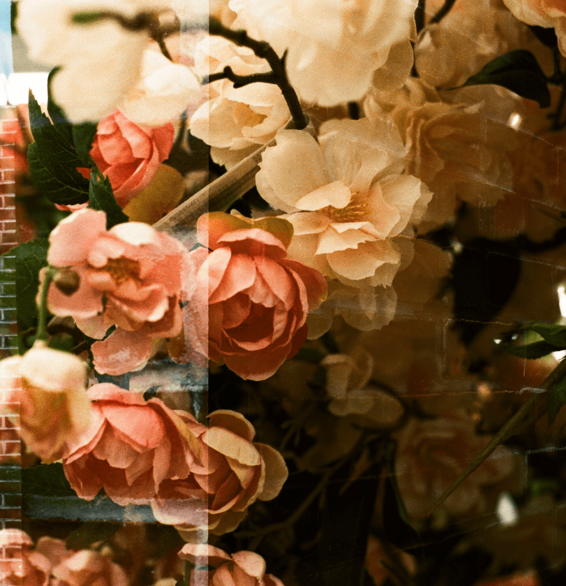pink and white. 35mm film.