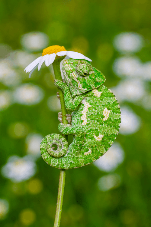 Small chameleon on a daisy