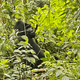 Gorillas of Bwindi Impenetrable Forest