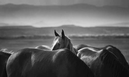 Rare and Wild | Kat Livengood | Wild Horses