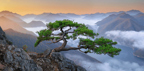 A Fine Pine 