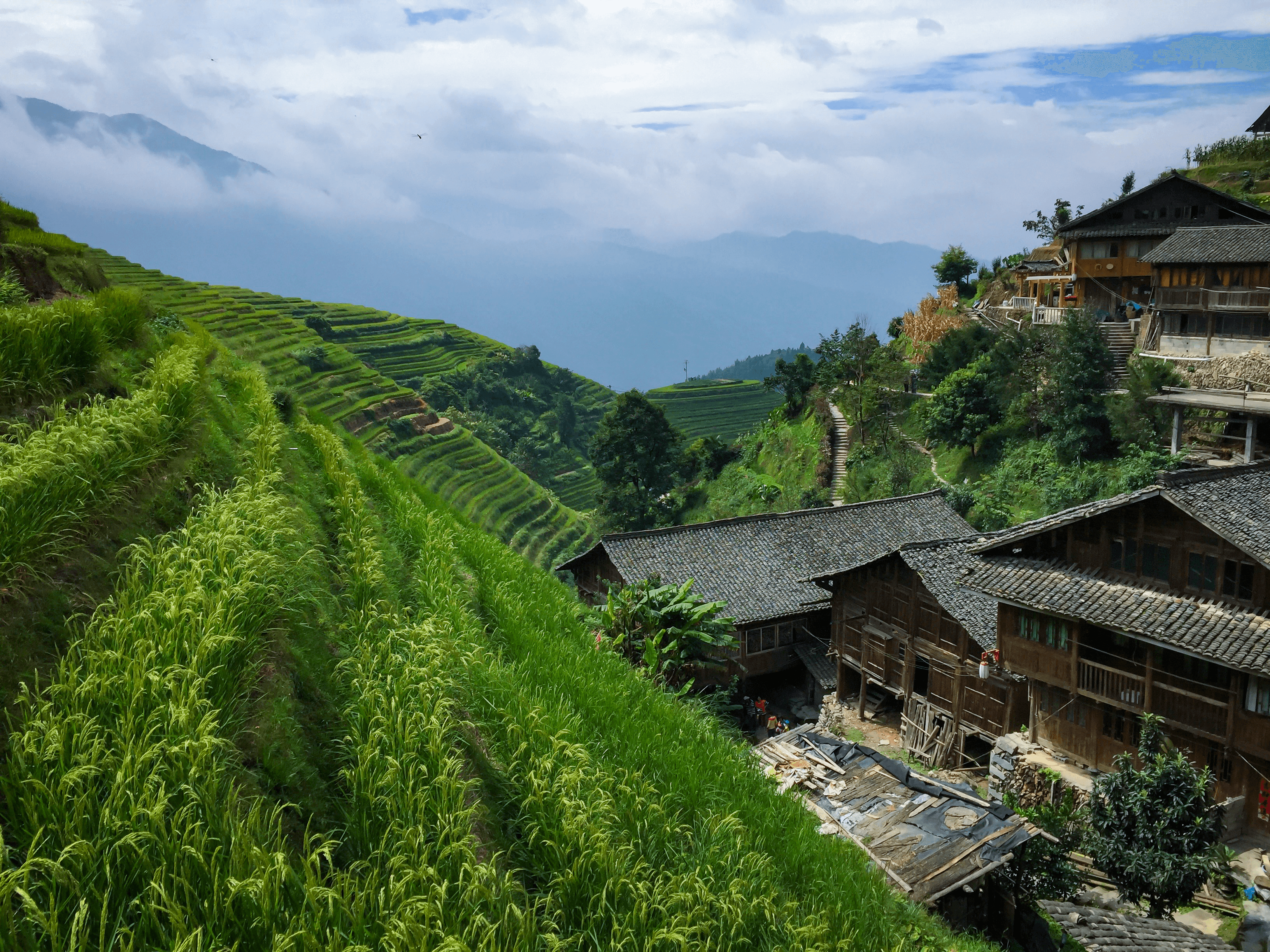 Corners of Asia #12: Longsheng Rice Terraces, Dragons Backbone 