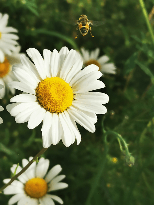 Floral Foto 00