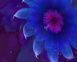 Fleur by AnaPet