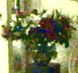 Magic Bouquet collection image