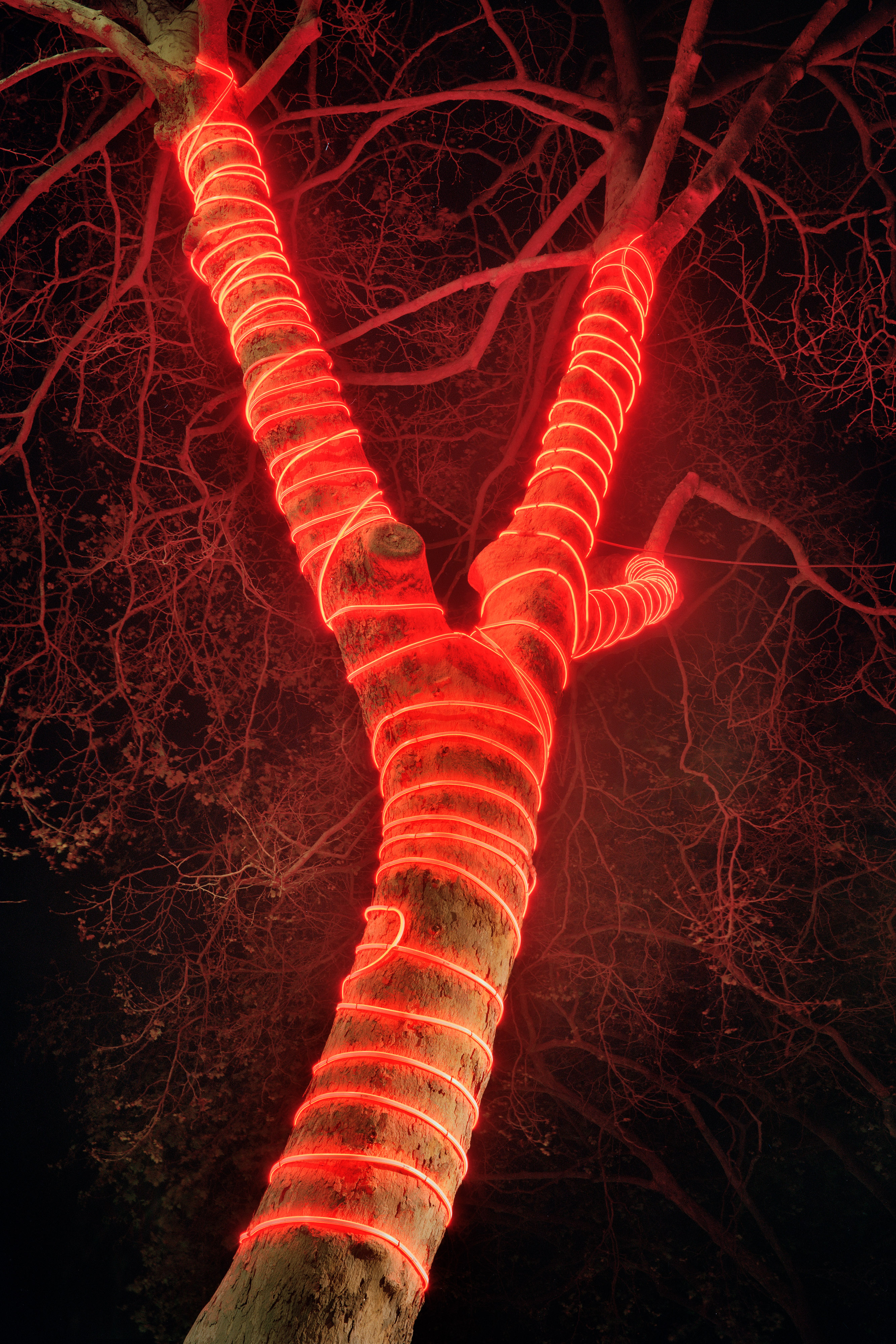 Rope Lights on Tree, Berkeley, California
