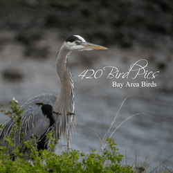 Bay Area Birds collection image