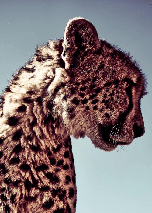 Cheetah Reflection by Kristian Schmidt X Andy Harkness