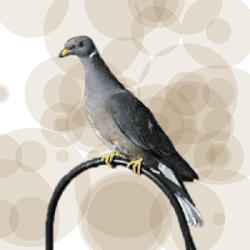 Seamorphus Pigeons collection image