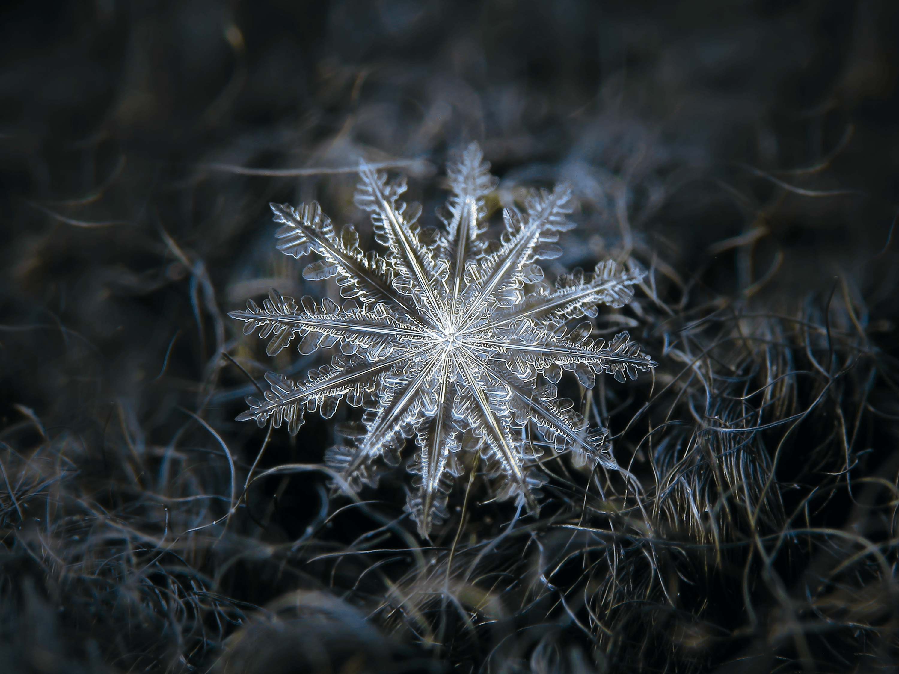 Snowflake 2014-01-26_5568-76 Electra