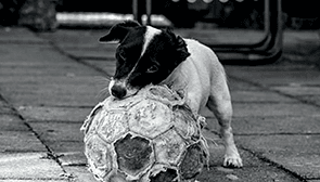PEOPLE FOR ANIMAL