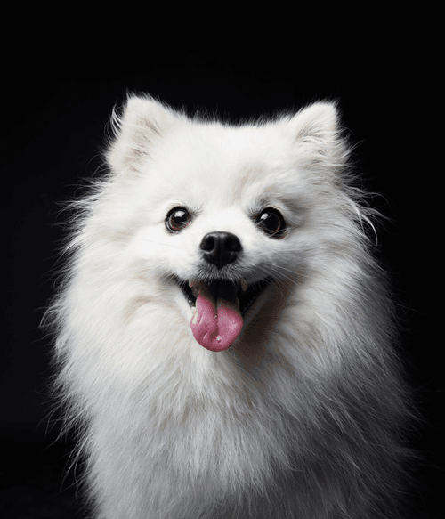 American Eskimo #DA054