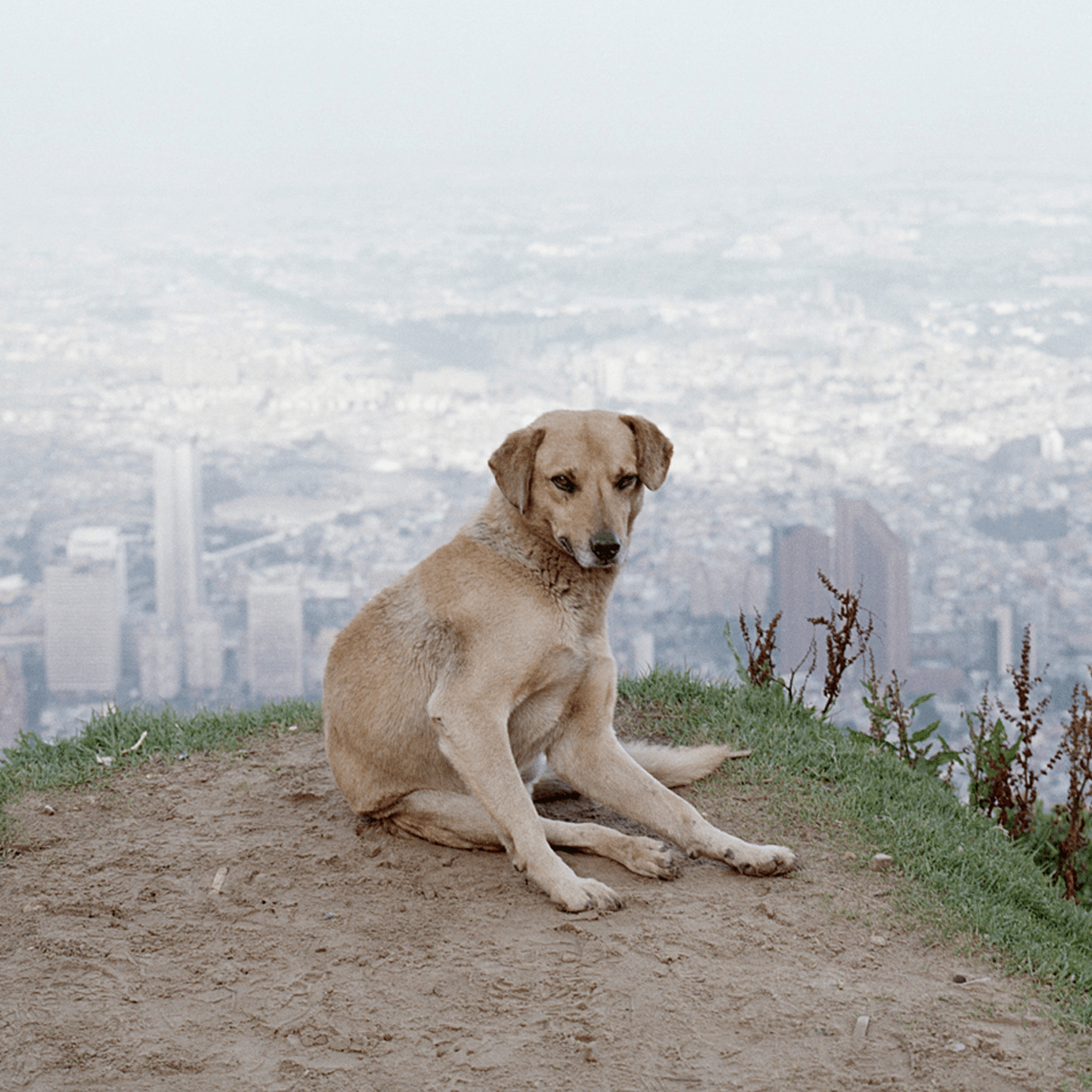 Dog Days, Bogota by Alec Soth