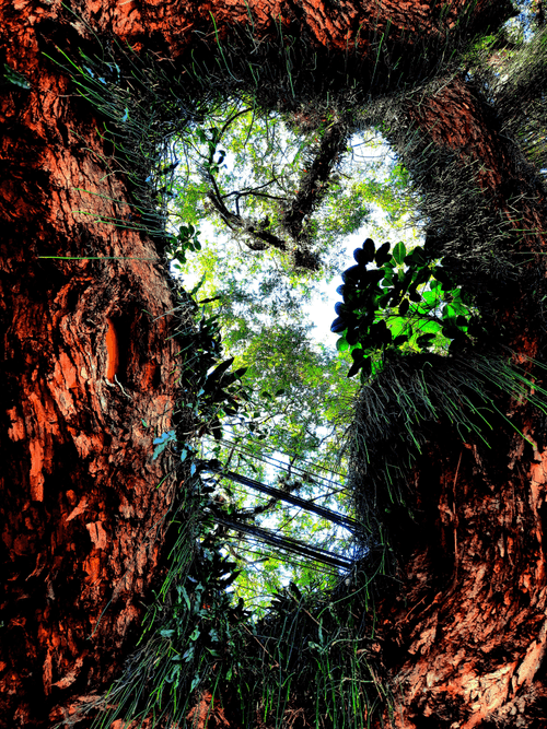 Distorted-Nature