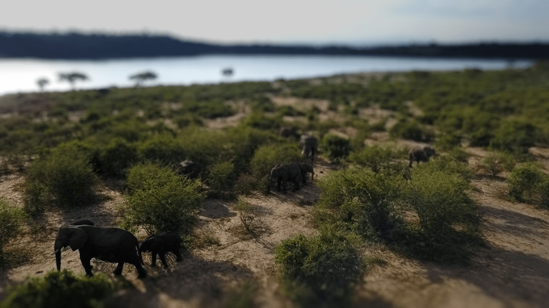 Walking Elephants, Uganda