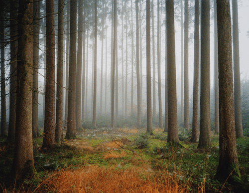 WOODLAND SOLITUDE