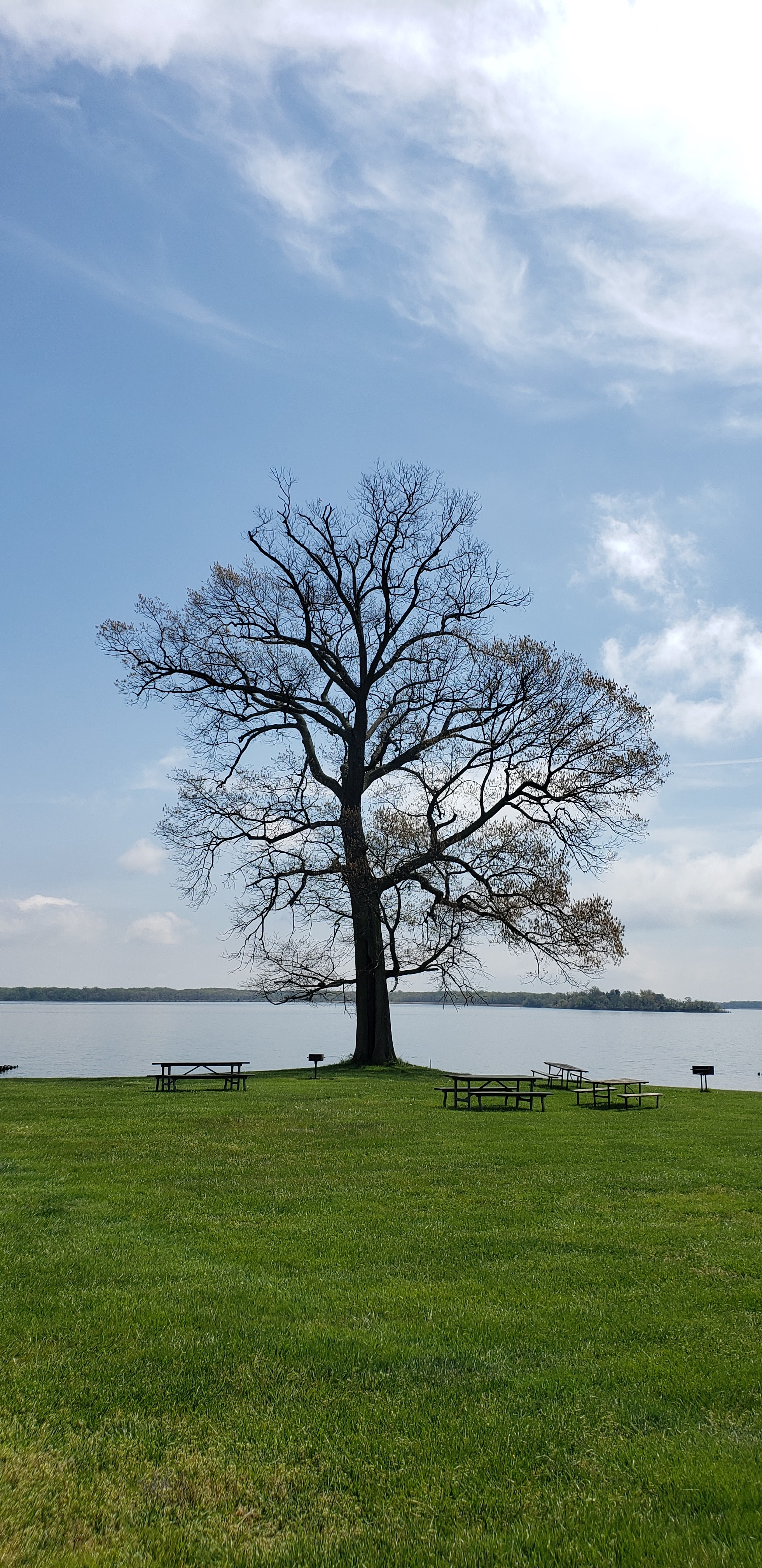 Chesapeake Tree