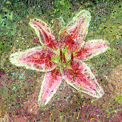 lily Distortion #14