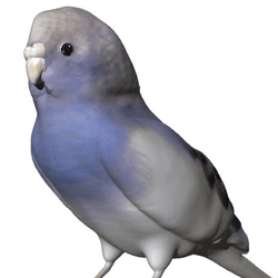 Budgie Artist collection image