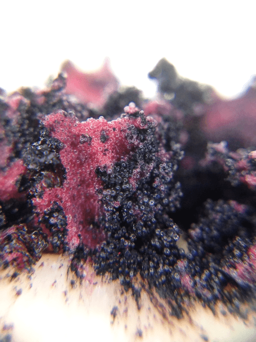 "Roe Coral_Single-2" By Emily MK