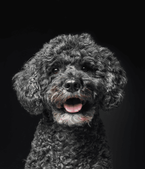 Portuguese Water Dog #DA223