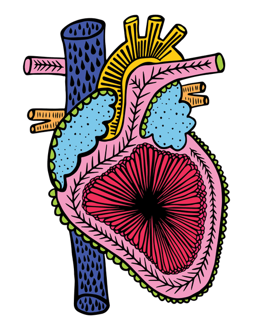 Anatomical Heart #28