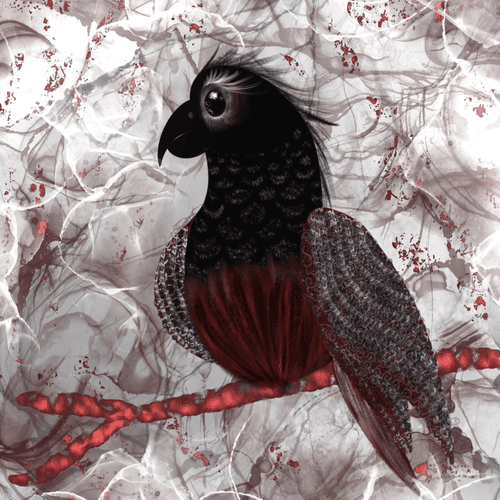 Dracula Parrot, Psittrichas Fulgidus