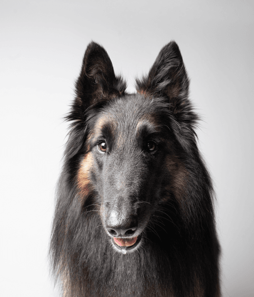 Belgian Tervuren #DA155