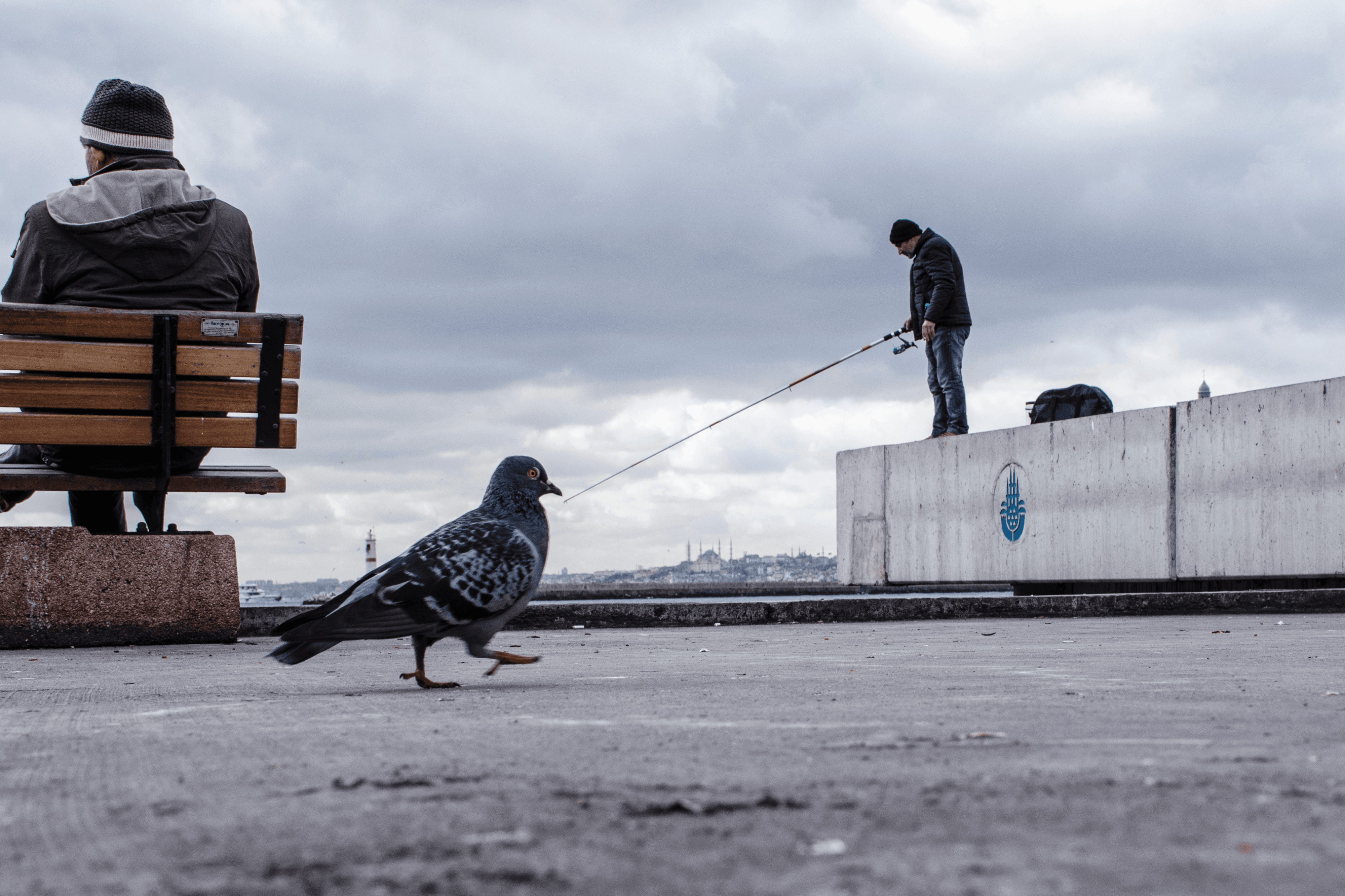 THE PIGEON TRAINER