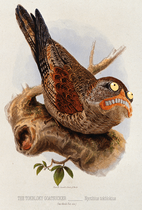 TokBLOKy Goatsucker (Nyctibius tokblokius)