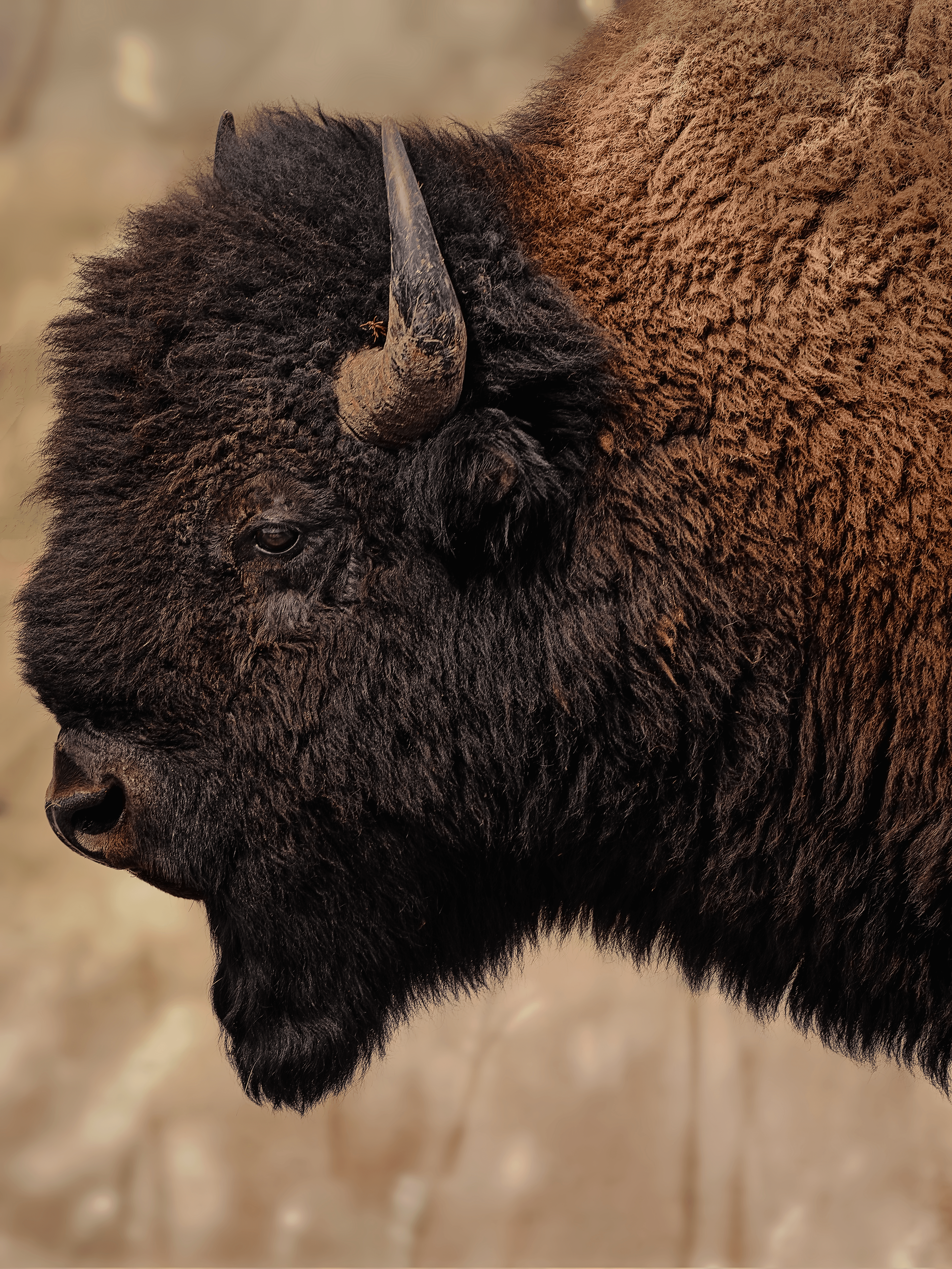 Yellowstone #0 - The Bison King