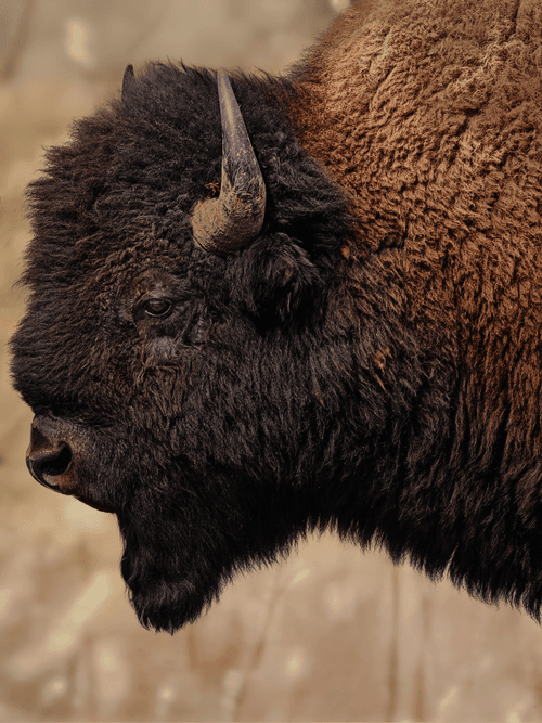 YELLOWSTONE PARK
