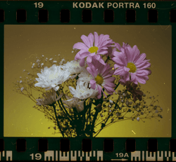 NEON NATURE: 35mm Film Based NFT's collection image