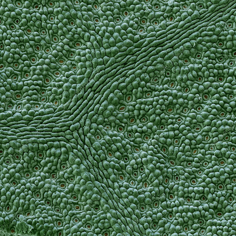 Leafereum bannière