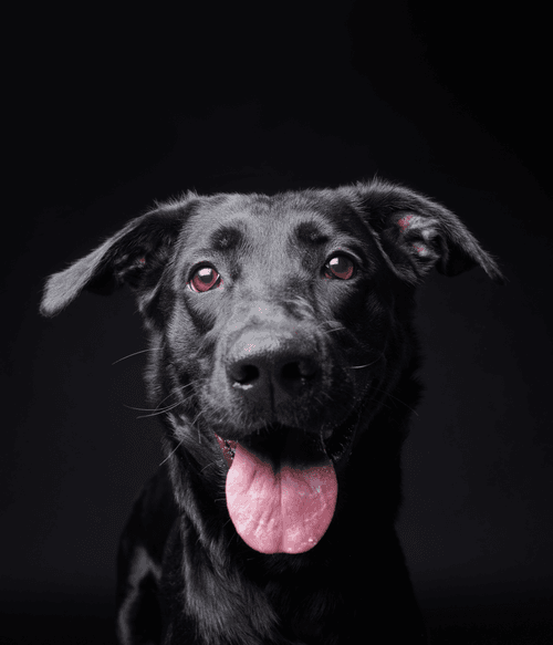 Flat Coat Retriever #DA208