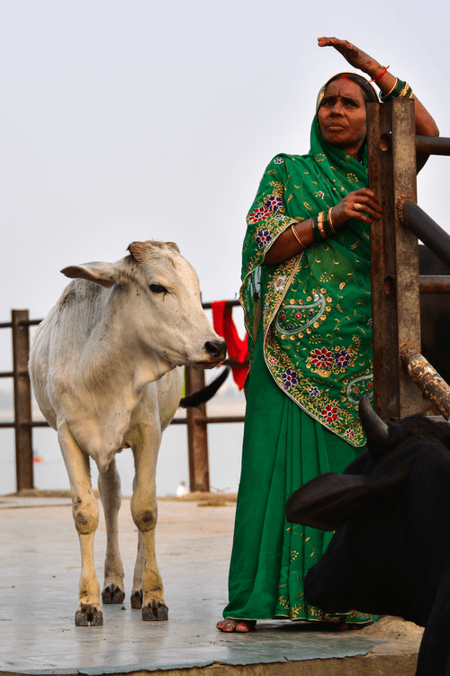 Woman & Cow