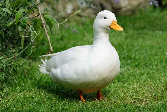 Real_Duck