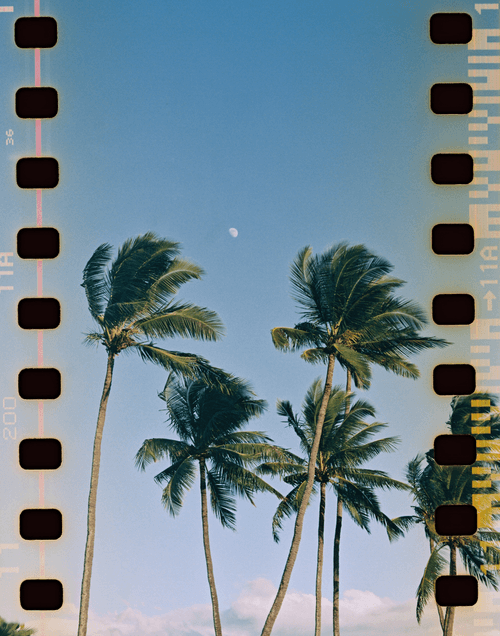 Pa'ia Bay Palms