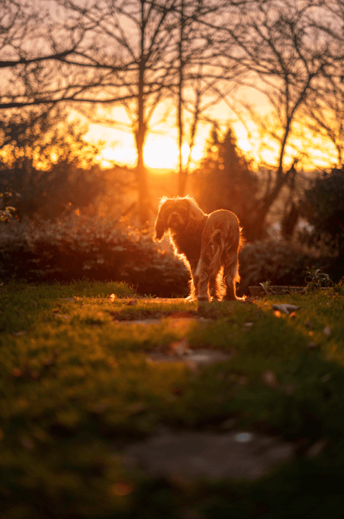 Jasper The Cavalier