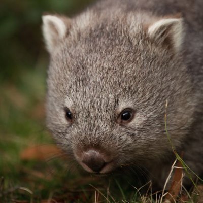 from 0xwombat