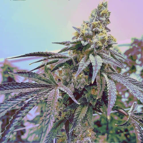 Cannabis - Runtz