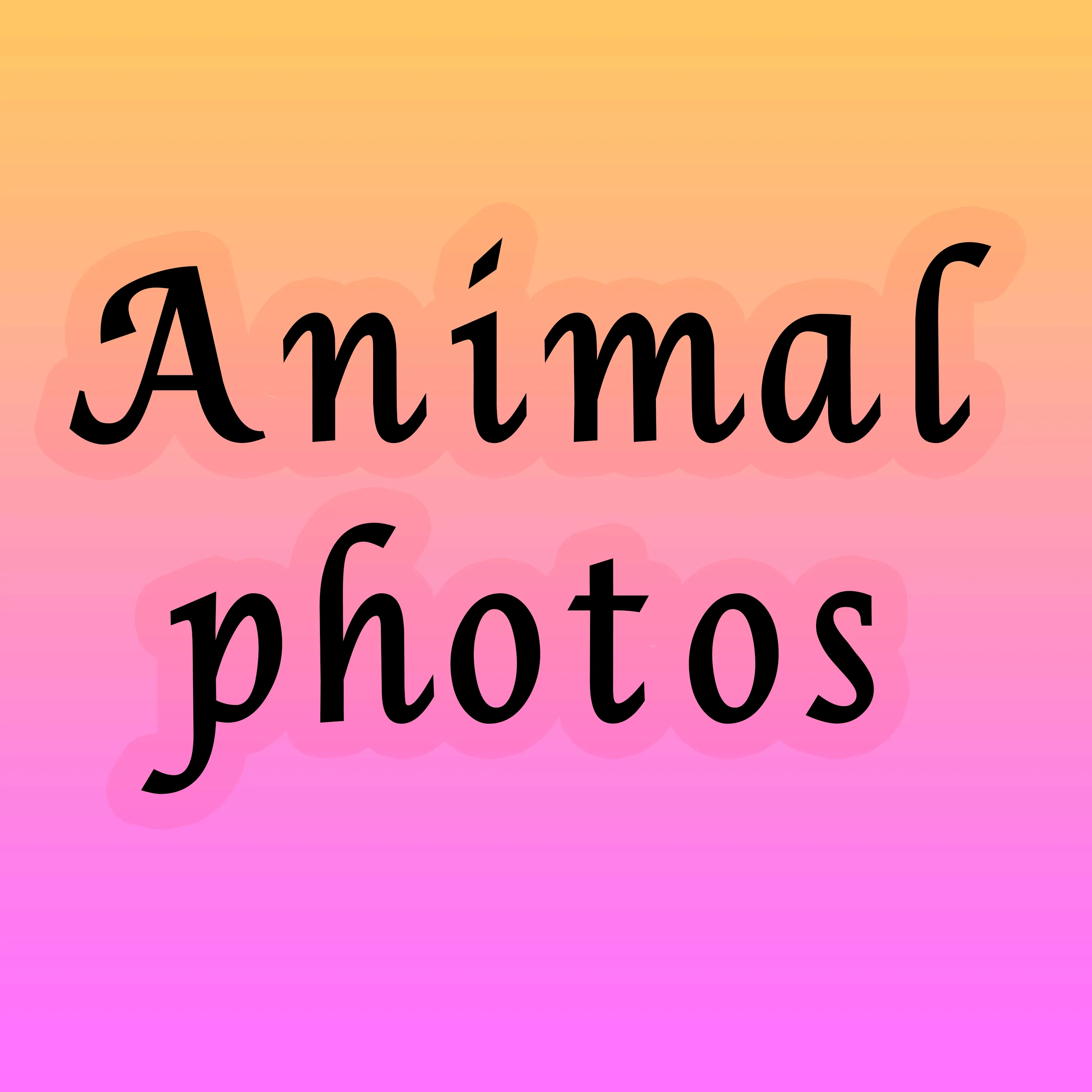 photography-of-animal-collection-opensea