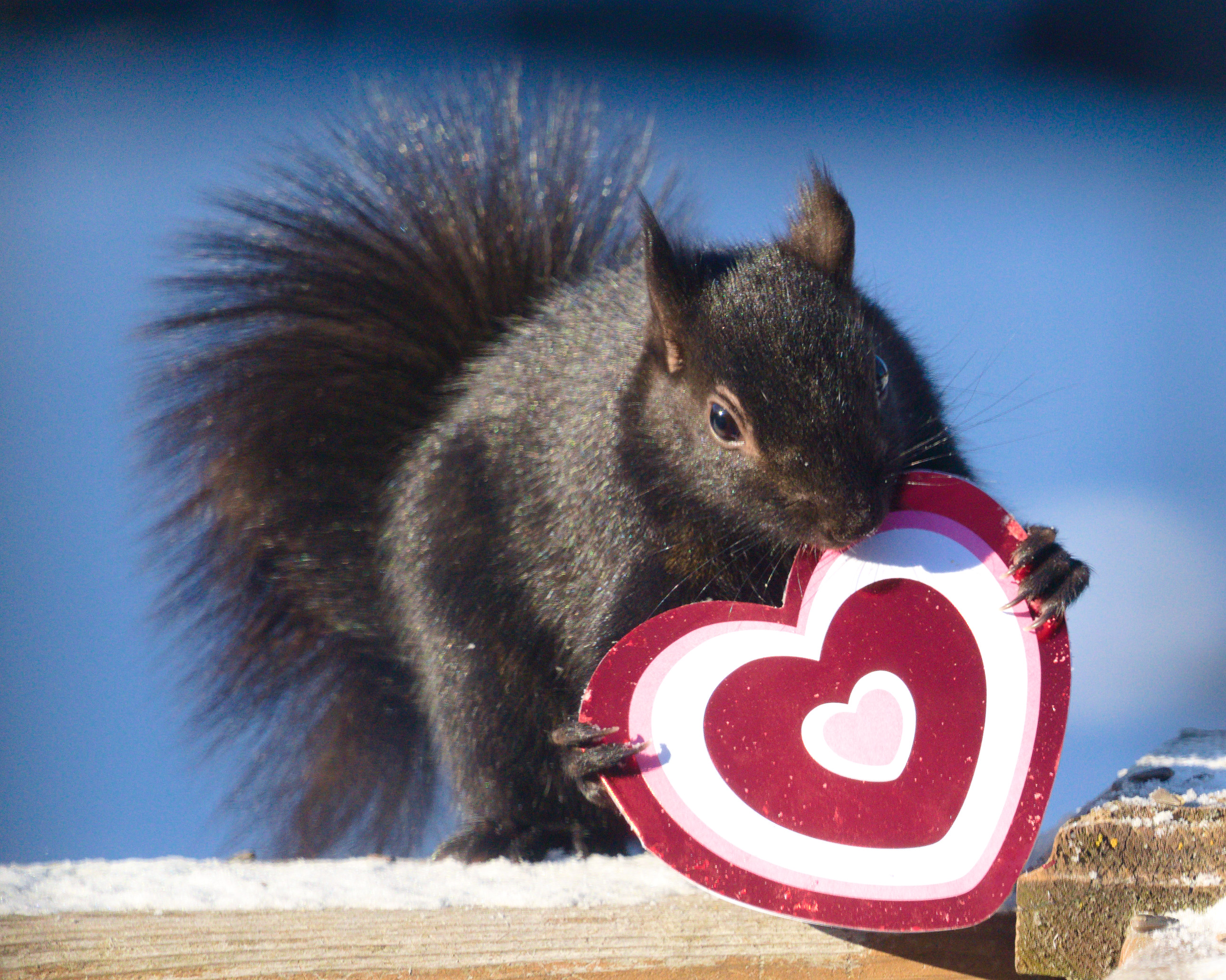Nibbling Squrrel Valentine #1