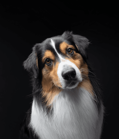 Australian Shepherd #237